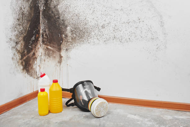 Best Residential Mold Removal  in Atlantic Beach, NY