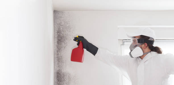 Best Mold Damage Repair  in Atlantic Beach, NY