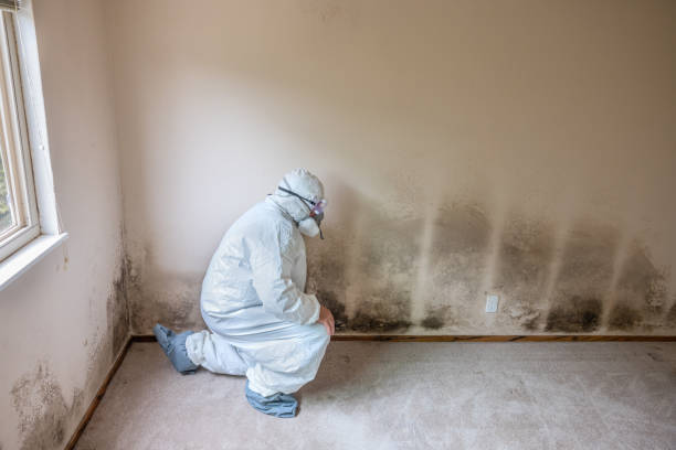 Best Black Mold Removal  in Atlantic Beach, NY